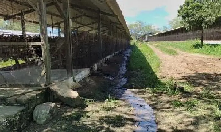 CRIME AMBIENTAL: Polícia Civil autua responsável por granja de galinhas pelo crime de poluição em Campina Grande