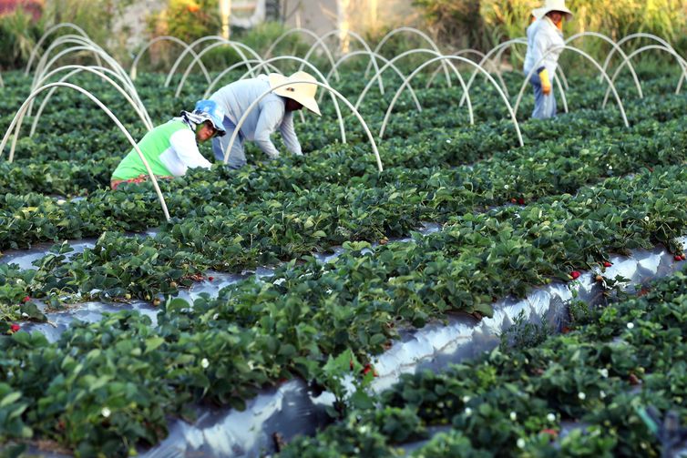 Agricultores têm perfil personalizado na plataforma Gov.br