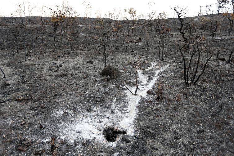 Brasil apresenta na COP27 projeto que pode recuperar áreas degradadas