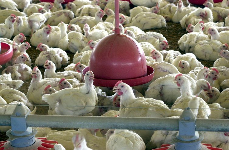 Brasil reforça ações de biossegurança para prevenir gripe aviária