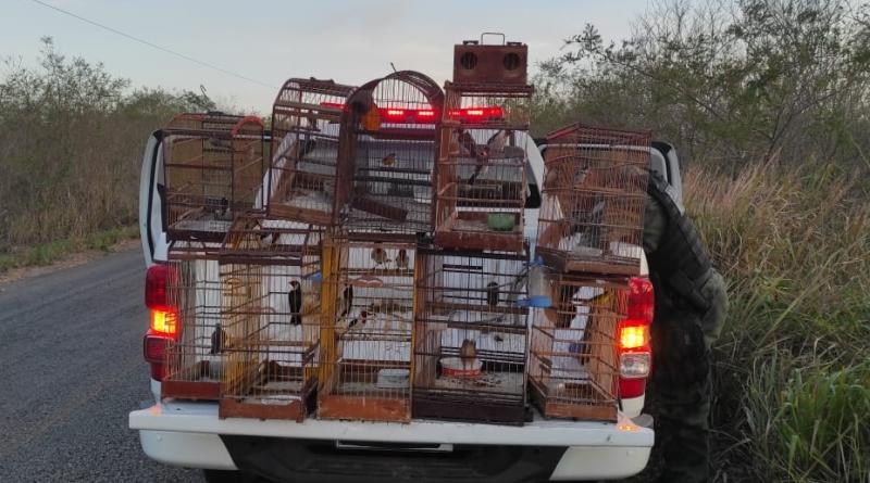 Polícia Militar apreende nove armas e resgata mais de 30 animais em operação no litoral norte da Paraíba