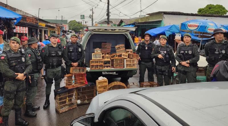 Operação Voo Livre combate o tráfico de aves silvestres em feira de João Pessoa