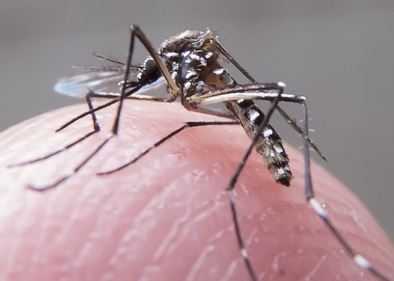 Paraíba registra 911 casos prováveis de dengue entre janeiro e fevereiro, aponta SES