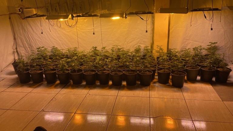 PLANTAÇÃO DE MACONHA: Polícia Civil efetua a prisão de dois traficantes na Zona Rural de Queimadas