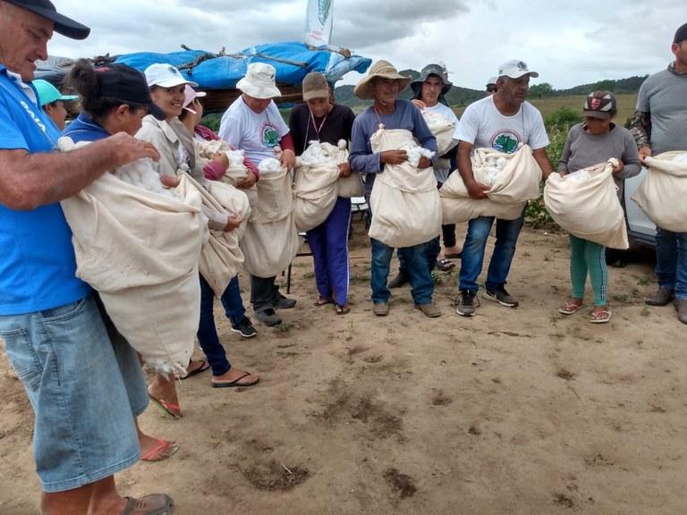 Agricultores da Agrovila Águas de Acauã começam colheita de algodão do roçado coletivo