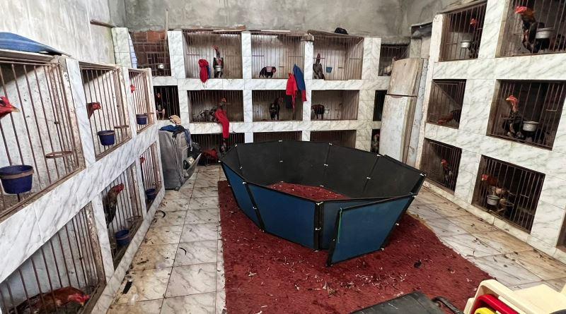 Polícia Militar desarticula rinha de galos e aplica mais de R$ 20 mil em multa por crimes ambientais