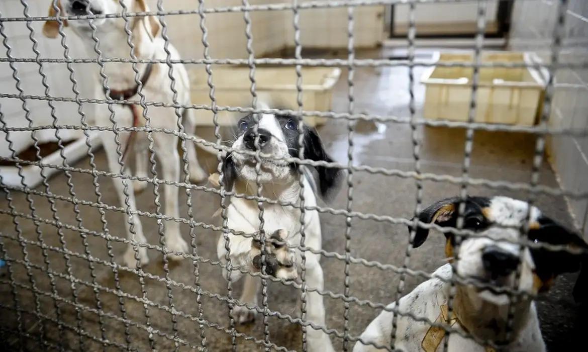 Cadastro estadual de animais será instituído para melhorar fluxo de adoções, na Paraíba