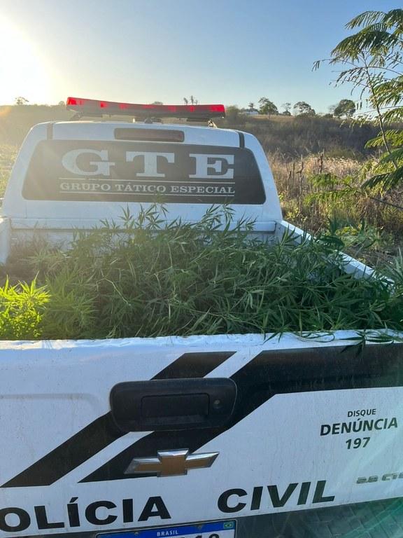 Polícia Civil apreende mais de 100 pés de maconha na zona rural de Esperança