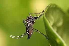 Secretaria de Saúde divulga boletim epidemiológico dos casos de dengue, zika e chikungunya