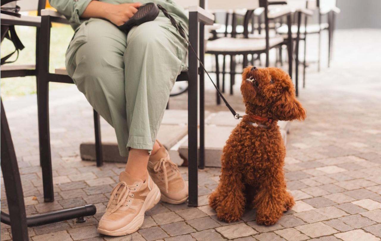 João Pessoa é reconhecida como cidade turística “pet friendly”
