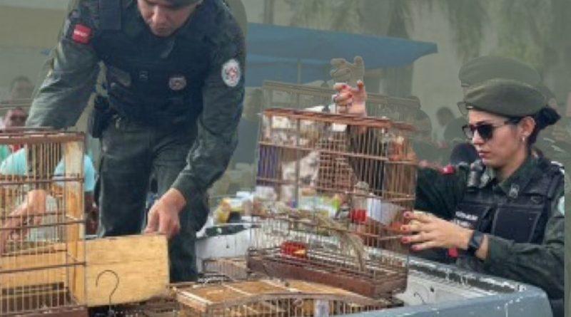Operação Voo Livre resgata mais de 100 aves silvestres na feira da cidade de Guarabira