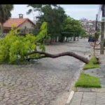 Chuvas com ventania derrubam árvores em Campina Grande e Sesuma orienta população sobre o plantio