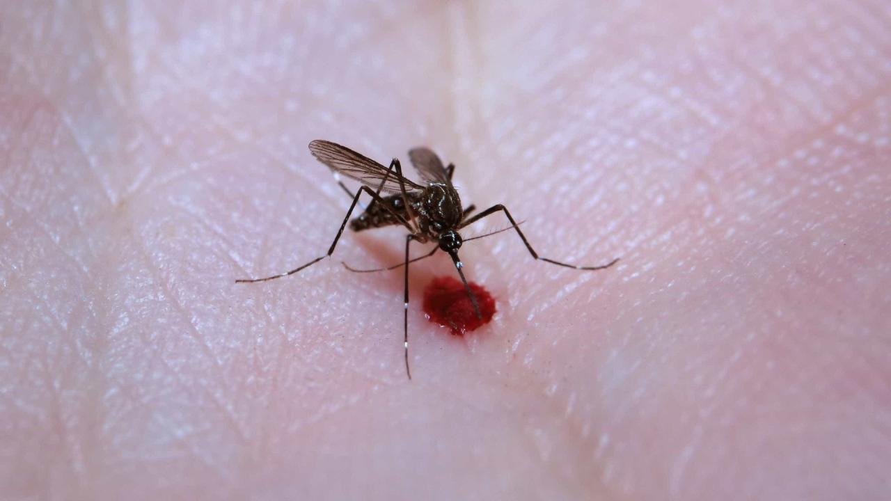 País chega a 512 mil casos prováveis de dengue e 75 mortes pela doença