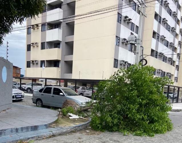 Ventania em João Pessoa derrubou pelo menos 82 árvores, sendo 41 de grande porte