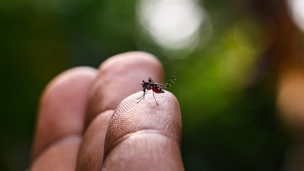 Dengue, zika e chikungunya devem tirar R$ 15 bilhões da economia do país em 2024
