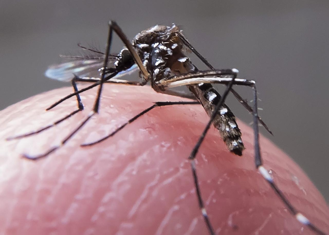 Mesmo sem decretar estado de emergência, Paraíba ultrapassa 5 mil casos de dengue