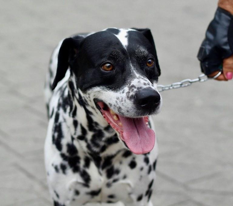 Saúde realiza Dia de Solidariedade aos animais, em Campina Grande