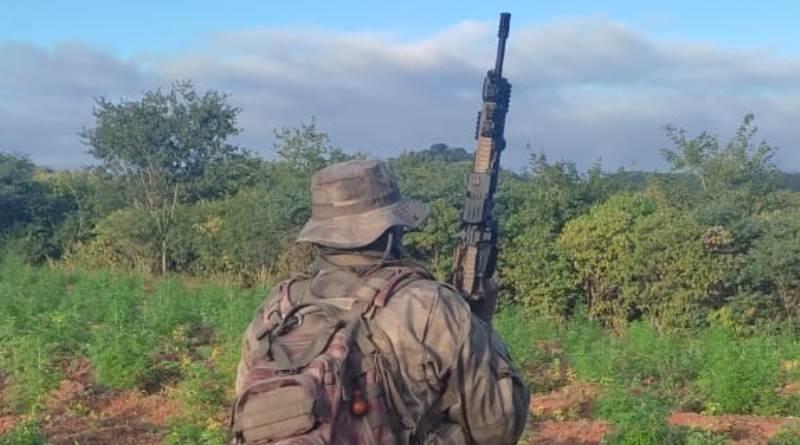 COMBATE AO TRÁFICO: Ação conjunta destrói plantação com 19 mil pés de maconha, no cariri paraibano
