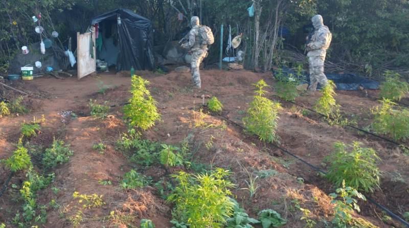 Operação Nárke II: Polícia Militar da Paraíba localiza plantio com 180 mil pés de maconha