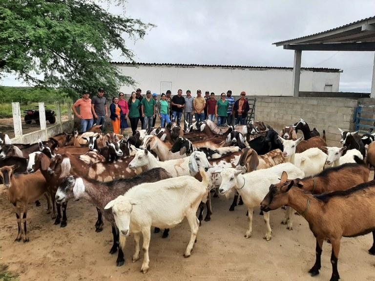 Produtores rurais conhecem programas de melhoramento genético de caprinos e ovinos em Pendência