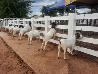 Com apoio do Governo da Paraíba, ExpoSumé reúne produtores da ovinocaprinocultura