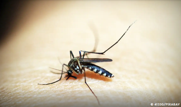 Dengue: Brasil ultrapassa meio milhão de casos prováveis este ano