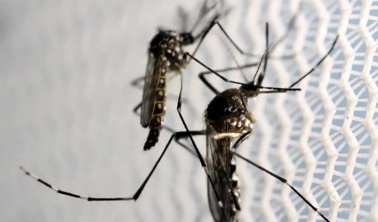 Paraíba confirma primeira morte por dengue em 2025 e soma mais de 2 mil casos