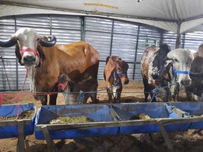 55ª Exposição de Animais começa neste domingo em Campina Grande