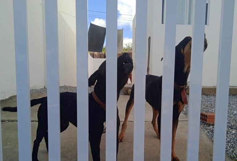 MAUS-TRATOS: Polícia Civil prende em flagrante tutor de cães em situação de abandono em Campina Grande