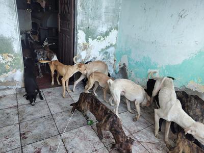 Homem é preso por manter 40 cães em ambiente insalubre e sem cuidados em Campina Grande