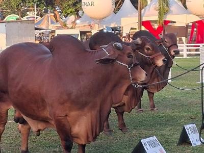 Animais de várias raças, tamanhos e preços são atração na Expofeira Paraíba Agronegócios