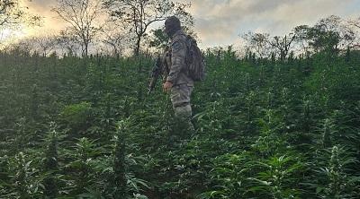Operação Terra Protegida localiza plantação com 44 mil pés de maconha na cidade de Livramento