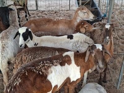 Município de Parari realiza a 1ª Farra da Cabra, com apoio do Governo da Paraíba