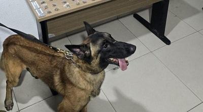 Com ajuda de cão farejador, Polícia Militar desarticula ponto de droga em João Pessoa