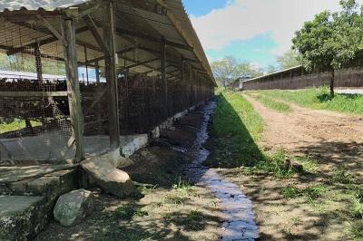 CRIME AMBIENTAL: Polícia Civil autua responsável por granja de galinhas pelo crime de poluição em Campina Grande