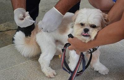Prefeitura de Campina Grande reforça importância da imunização anual de cães e gatos com mais um Dia D de Vacinação Antirrábica neste sábado